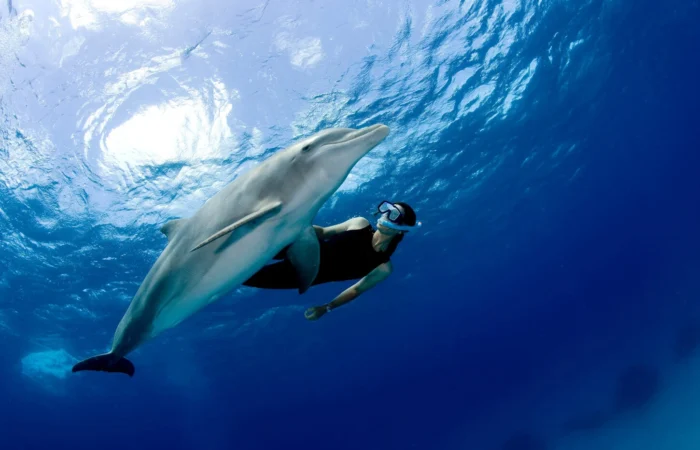 Sataya Dolphin Reef with overnight stay