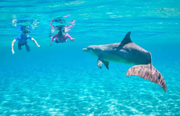 Snorkeling Trip At Sataya Dolphin Reef