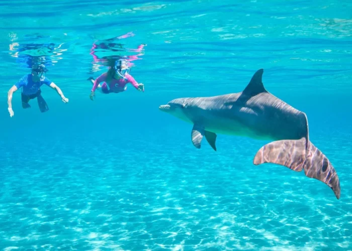 Snorkeling Trip At Sataya Dolphin Reef